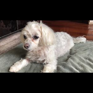 Meet your Posher, Wilma